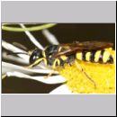 Cerceris cf quadricincta - Knotenwespe w01a.jpg